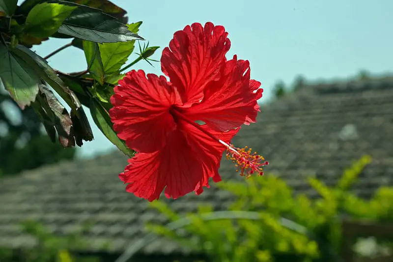 How to grow Hibiscus.
